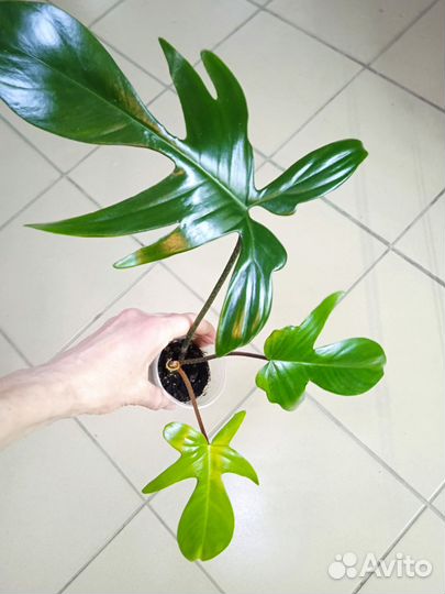 Филодендроны