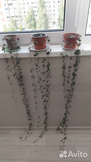 Церопегия вуду