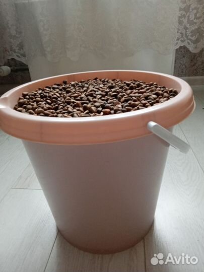 Орех кедровый