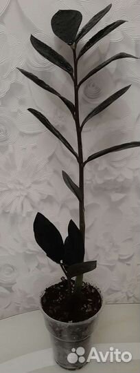 Замиокулькас Черный Ворон (Raven), Зензи