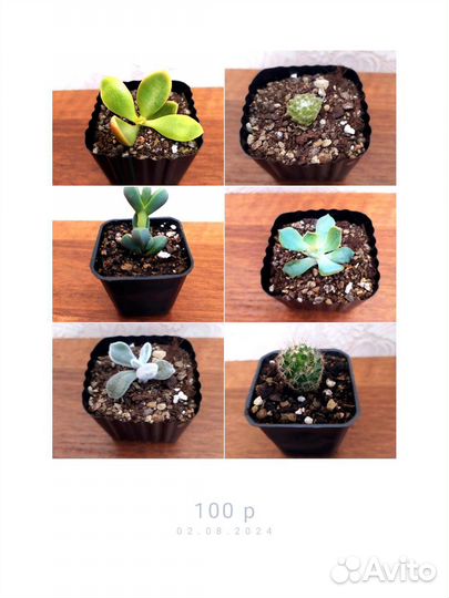 Суккуленты : эхиверия, седум, крассула, рипсалис