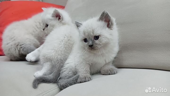 Шотландские котята