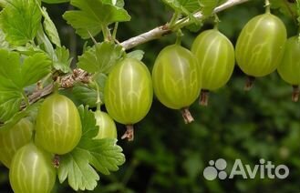 Питомник С реализует крыжовник Малахит 2-х летка