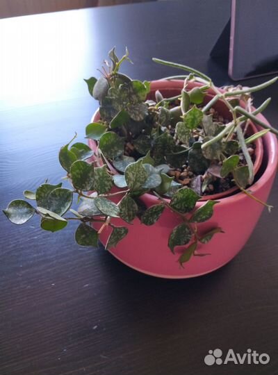 Хойя 2 вида в одном горшке