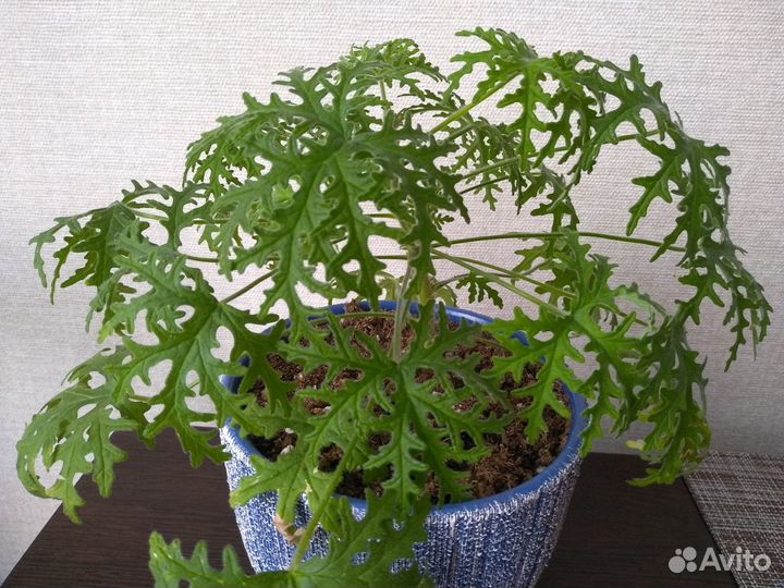 Душистая пеларгония 