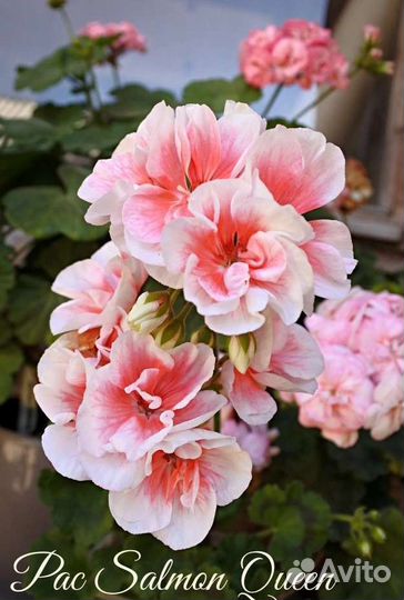 Пеларгония герань сортовая