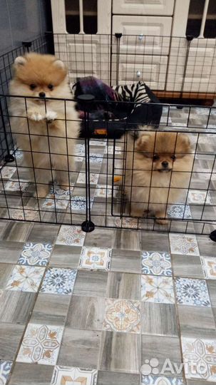 Шпиц померанские девочки