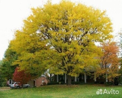 Гледичия Трехколючковая семена