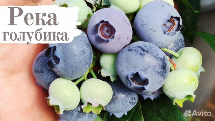 Саженцы голубика 