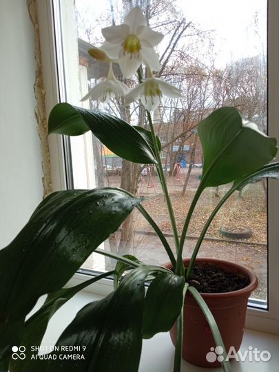 Цветëт в настоящее время