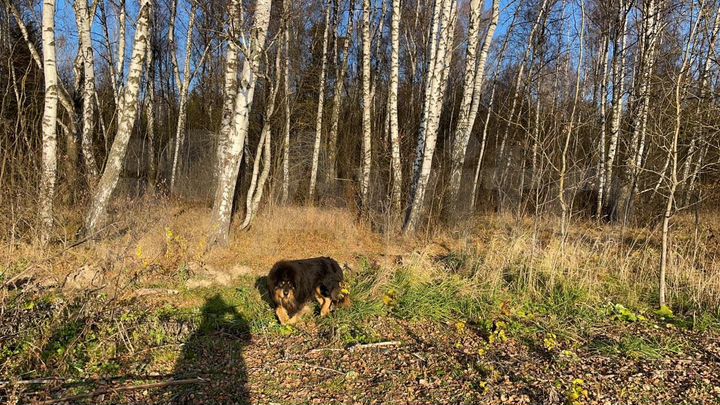 Участок 8,4 сот. (ИЖС)