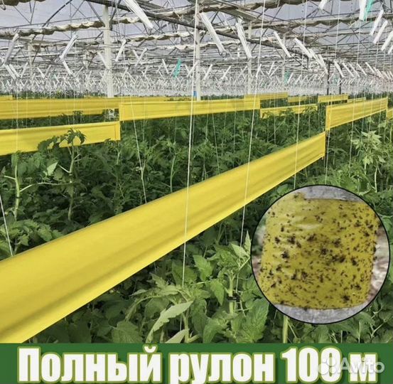 Клеевая ловушка