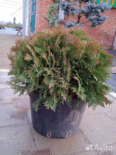 Туи шаровидные