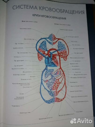 Атлас по анатомии