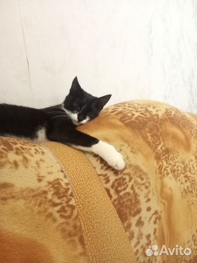 Кошка без породы