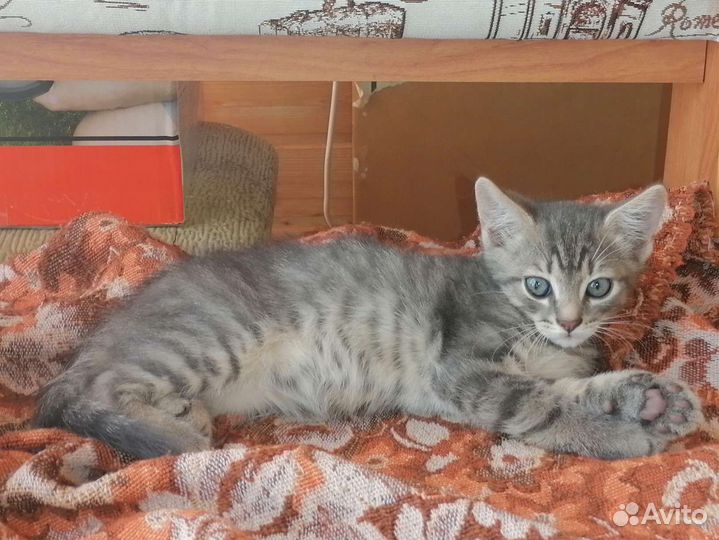 Котенок мальчик в добрые руки