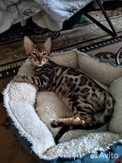 Бенгальская кошка