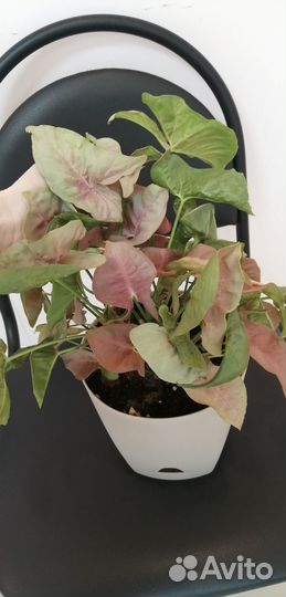 Сингониум Ред Харт, сциндапсус Марбл Квин