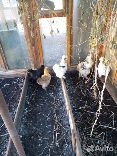 Китайские шелковые куры