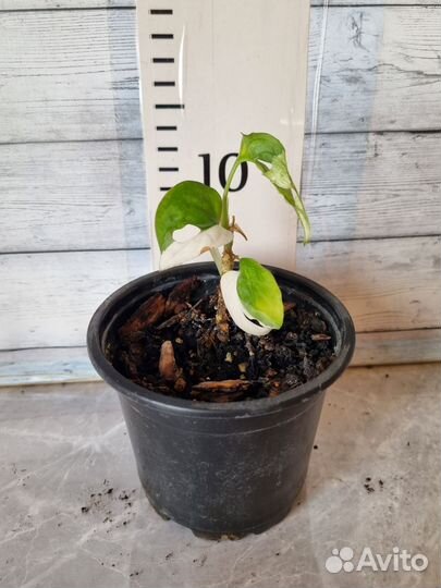 Монстера адансона вариегатная