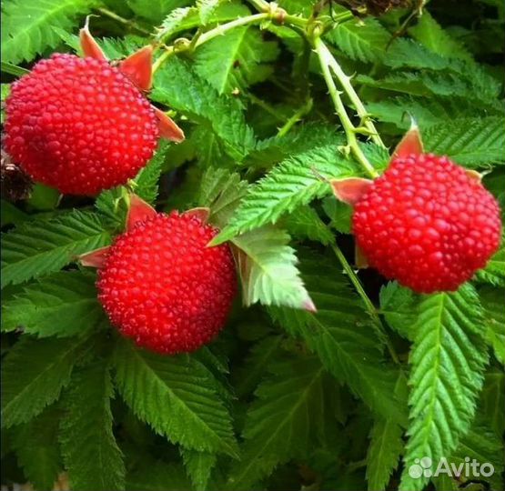 Тибетская малина