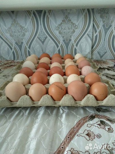 Домашние куриные яйца от своих курочек