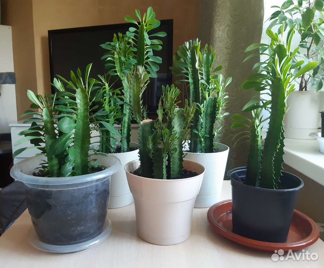 Комнатный цветок Эуфорбия