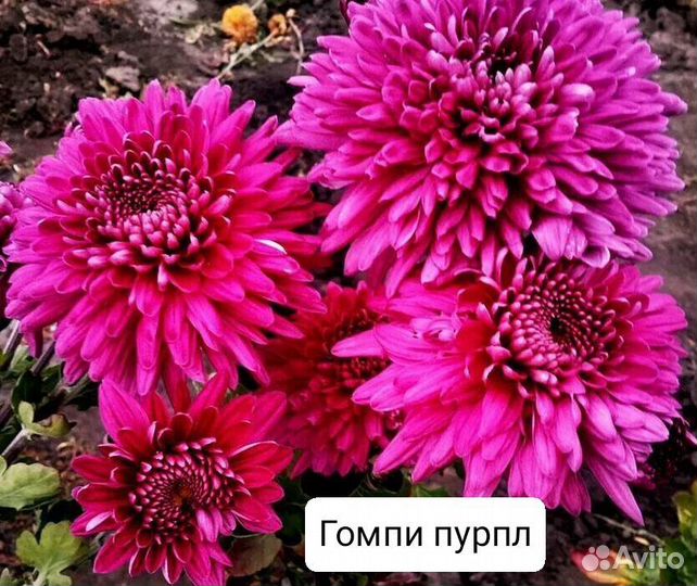 Хризантемы