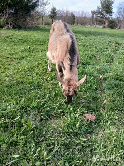 Продам коз дойных, козлика