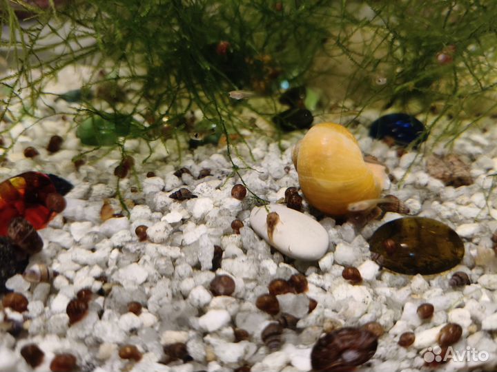 Сомики Анцитрусы