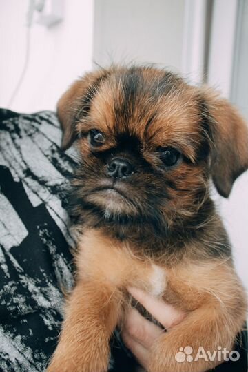 Брюссельский гриффон щенки