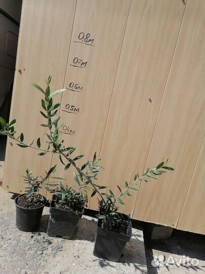 Олива и комнатные