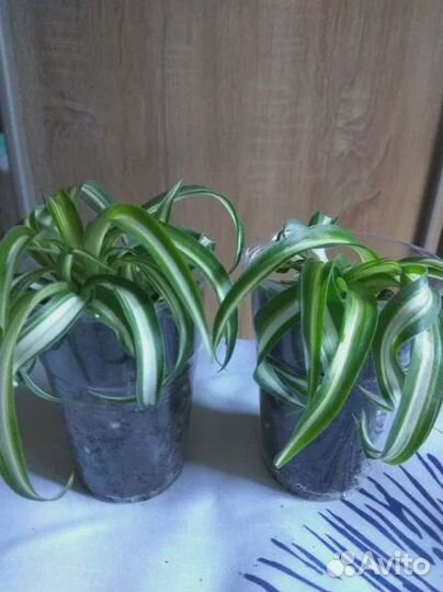 Комнатные растения бесплатно