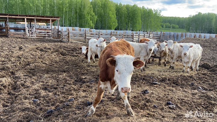 Телки на племя