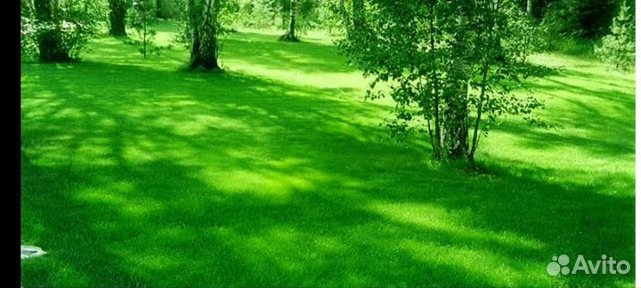 Газон без сорняков