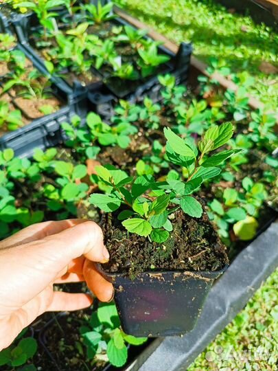 Спирея японская, серая, березолистная