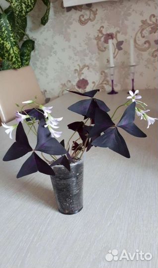 Кислица (оксалис)