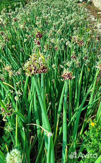 Лук живородящий