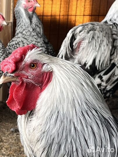 Петухи виандот