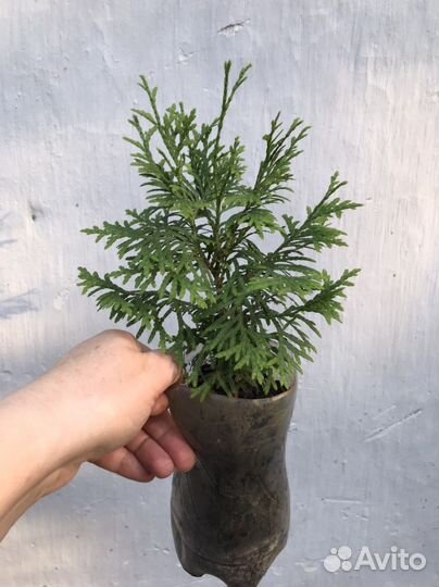 Туя микс, можжевельник, форзиция