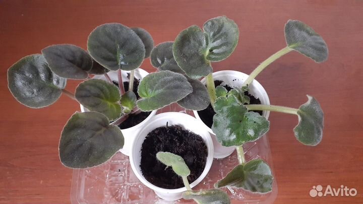 Алоэ столетник,аспарагус, папоротник и др