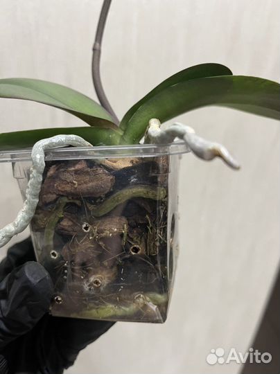 Фаленопсис Summer Breath