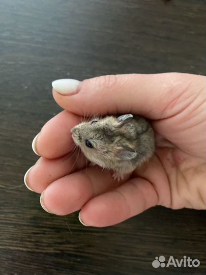 Джунгарский хомяк