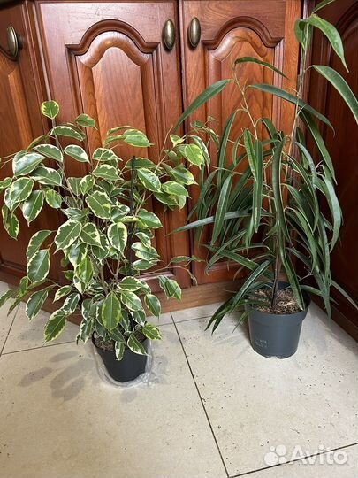 Фикус Али и фикус Саманта