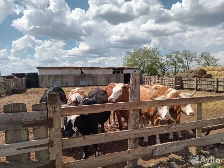 Продаю крс на племя