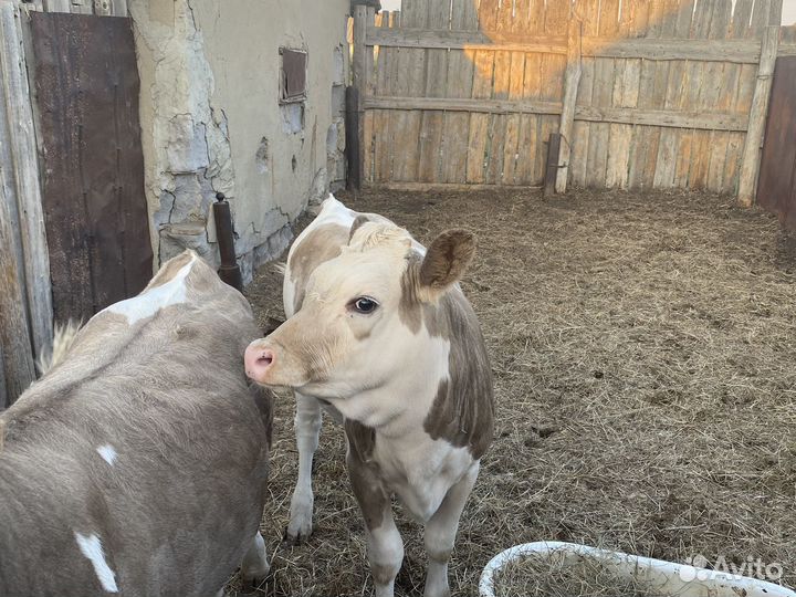 Телята бычки коровы