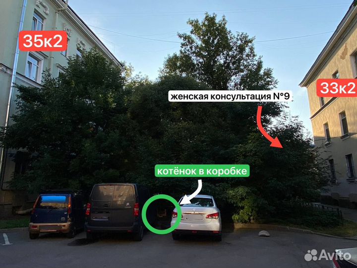 Трехцветный котенок девочка