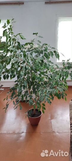 Бенджамина