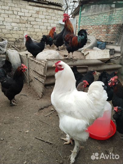 Инкубационное яйцо породистых кур цыплята