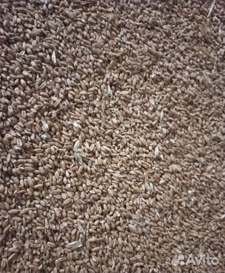 Сахарная свёкла, Кормовой горох корма